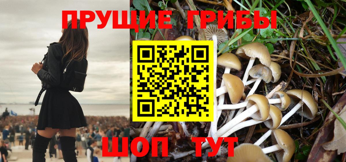 Псилоцибиновые грибы Psilocybe  Вход с VPN  Электрогорск  Псилоцибиновые грибы мицелий 
